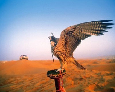 Desert Safari